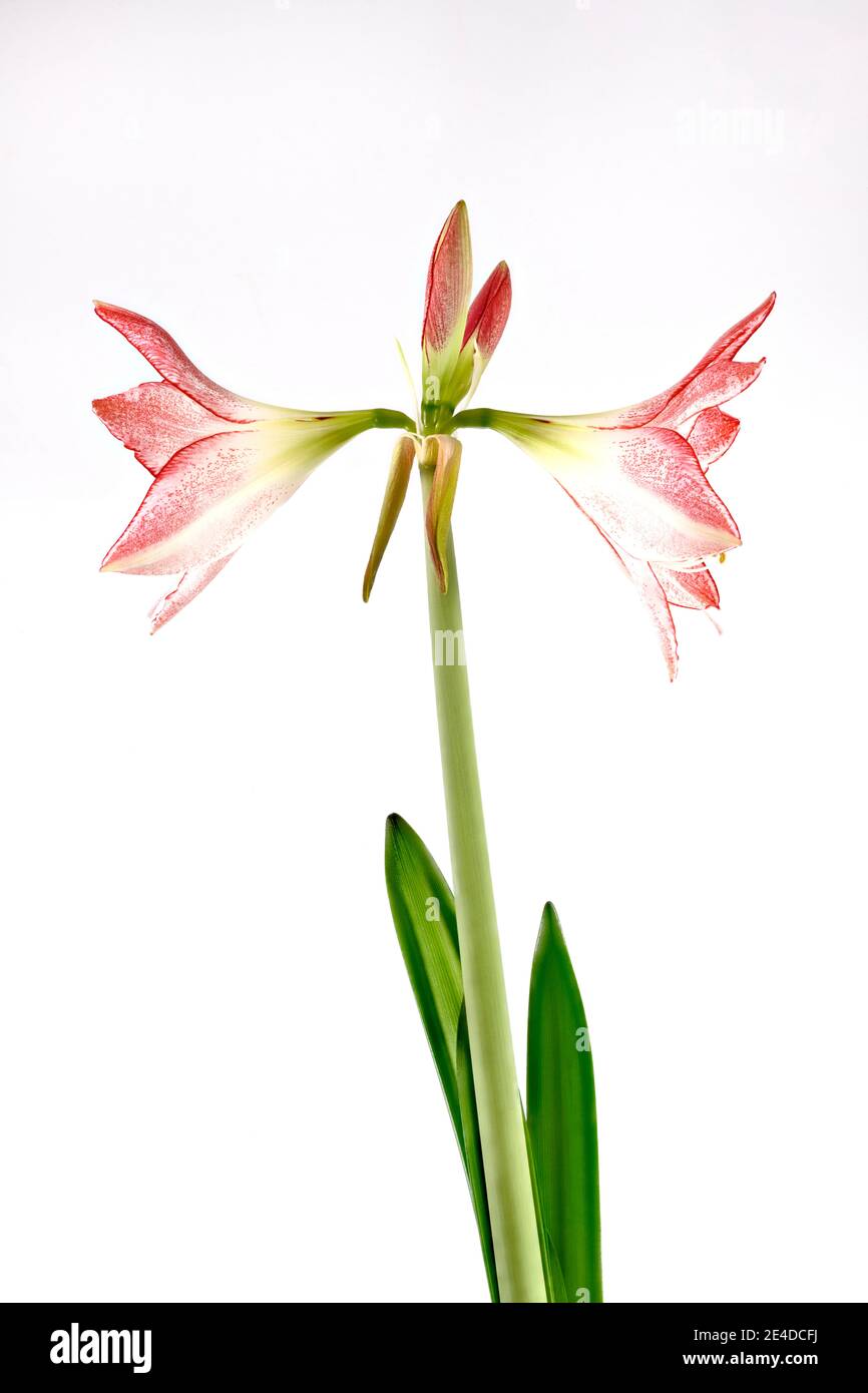Beautiful pink and white Amaryllis flower of a variety called Apple Blossom, photographed against a plain white background Stock Photo