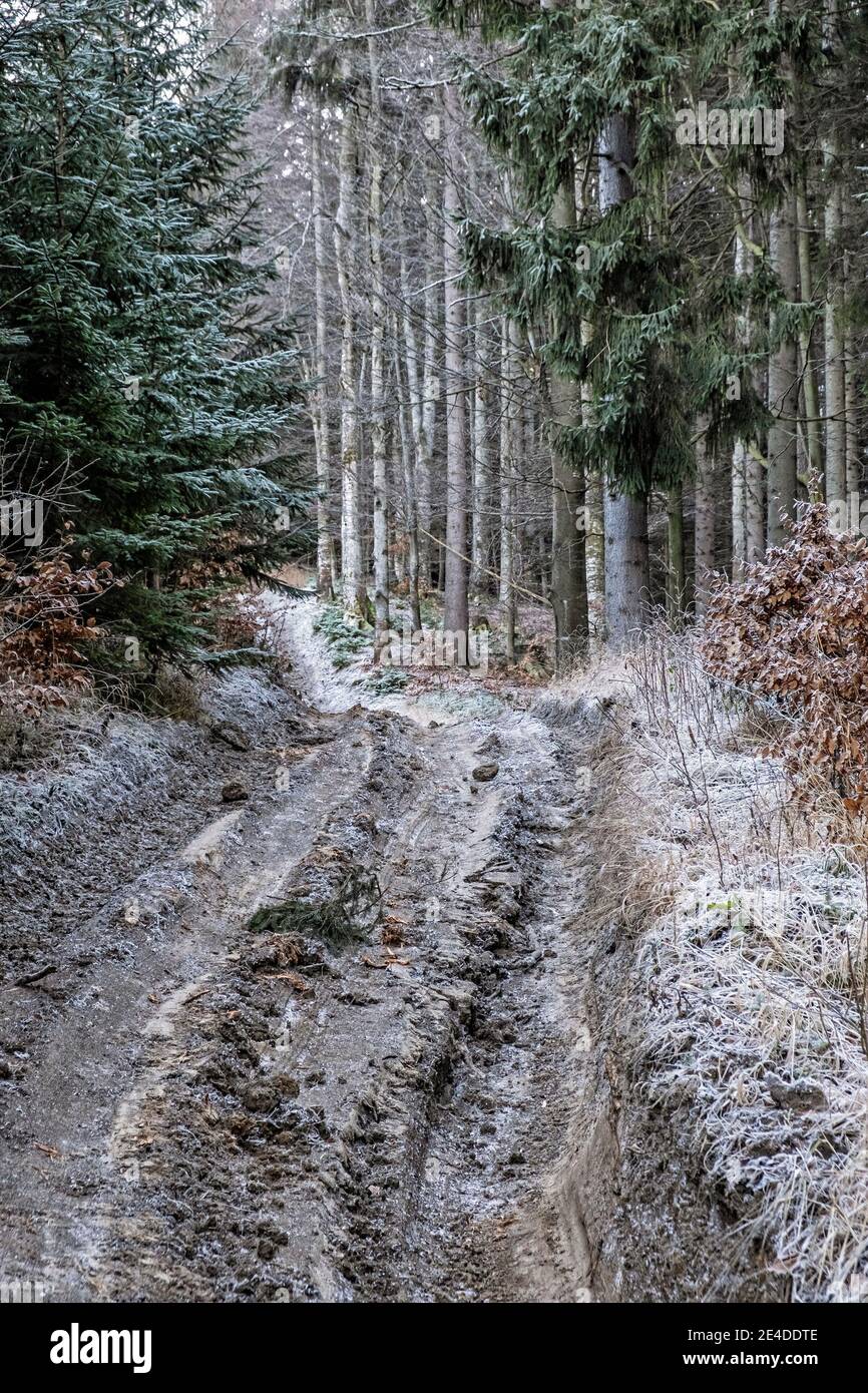 Forest path in Big Fatra mountains, Slovak republic. Hiking theme. Seasonal natural scene. Stock Photo