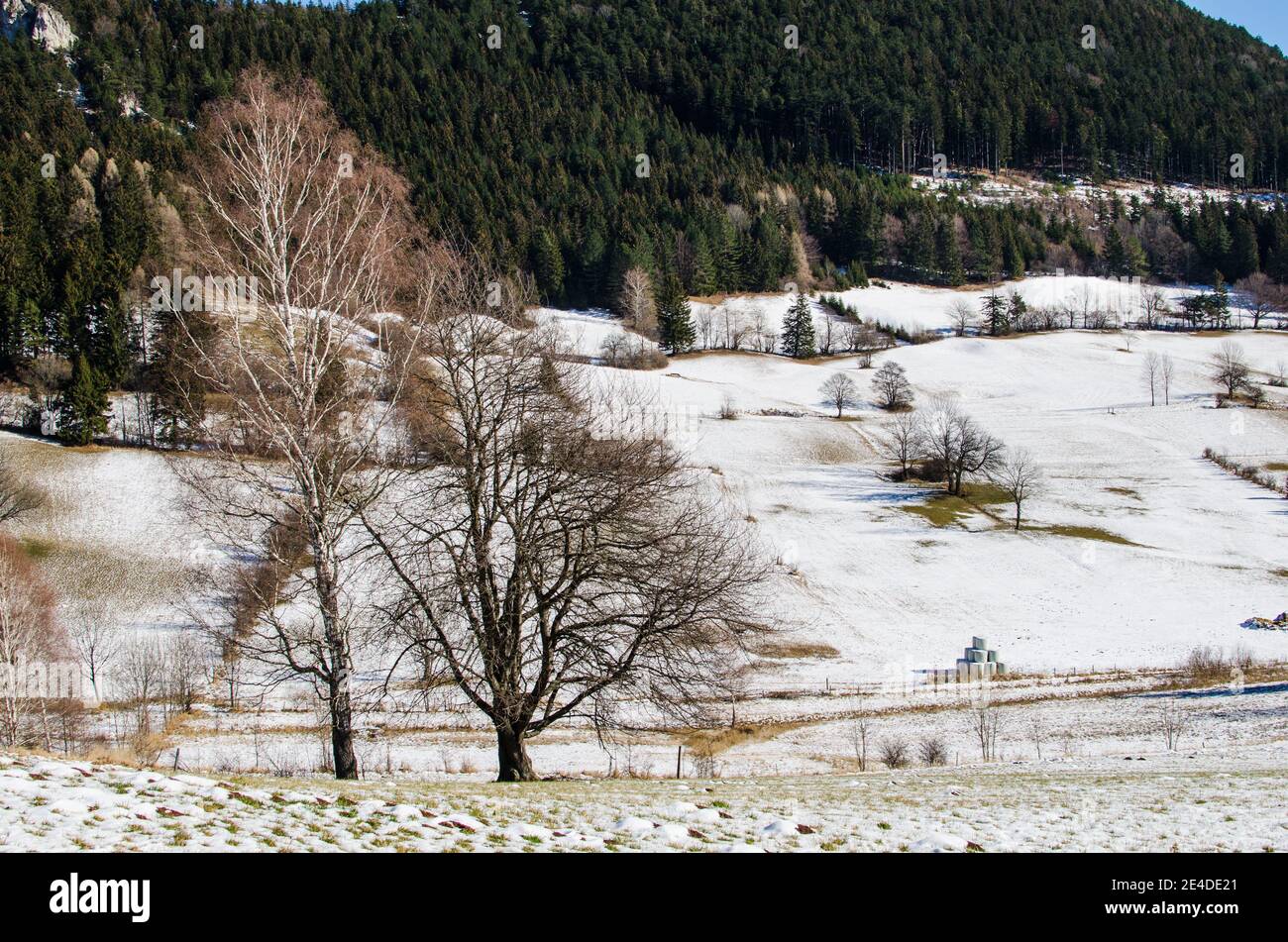 snow and trees in winter Stock Photo - Alamy