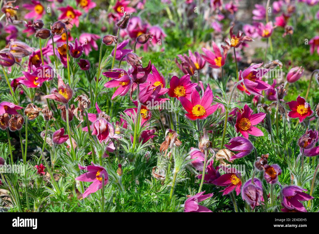 Pulsatilla vulgaris 'Rubra' a spring perennial red flowering plant commonly known as pasque flower, stock photo image Stock Photo