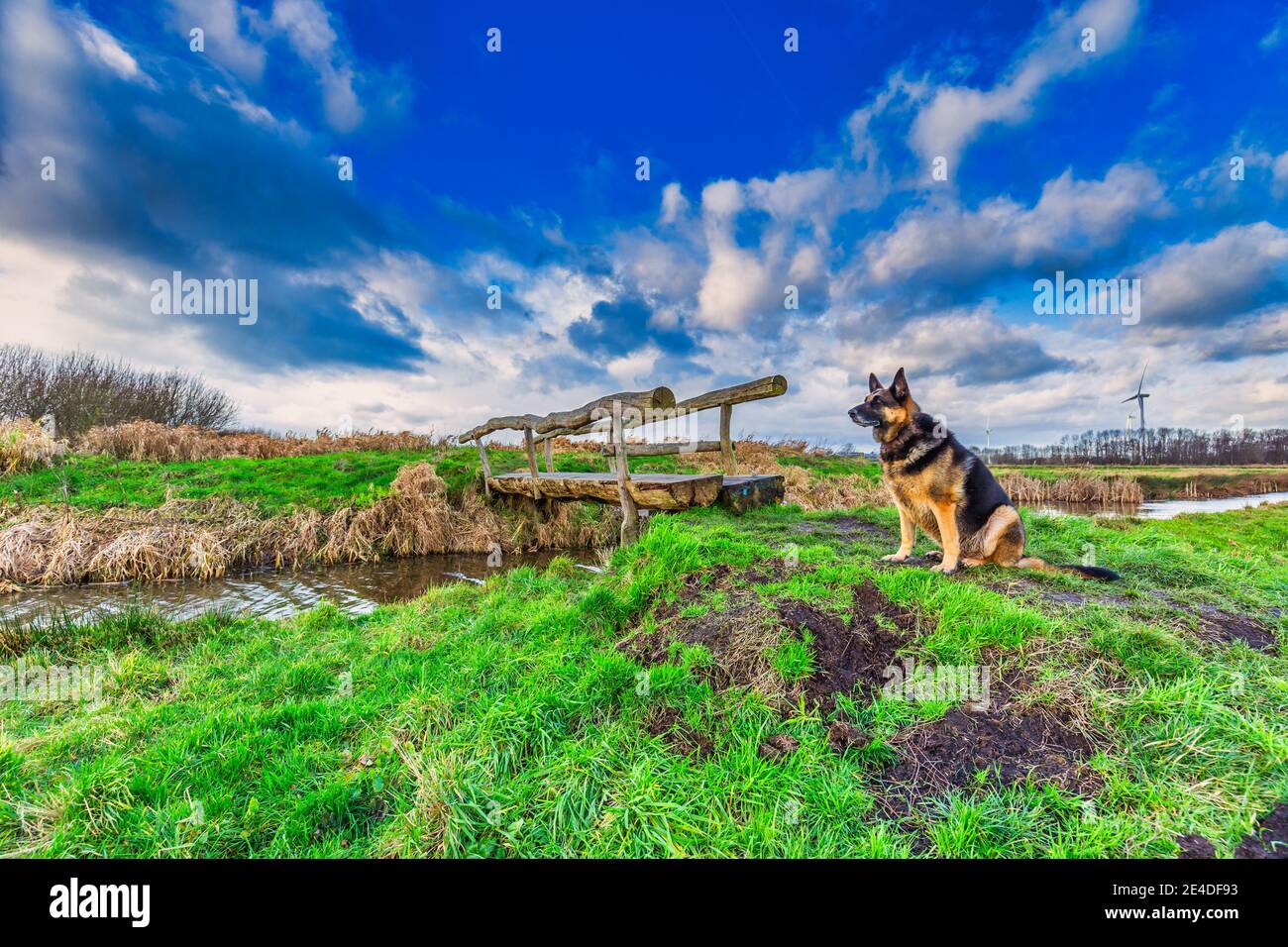 Dutch polder landscape in Rietveldse polder in Alphen aan den Rijn with tree trunk bridge over ditch and sitting German shepherd in front of it Stock Photo