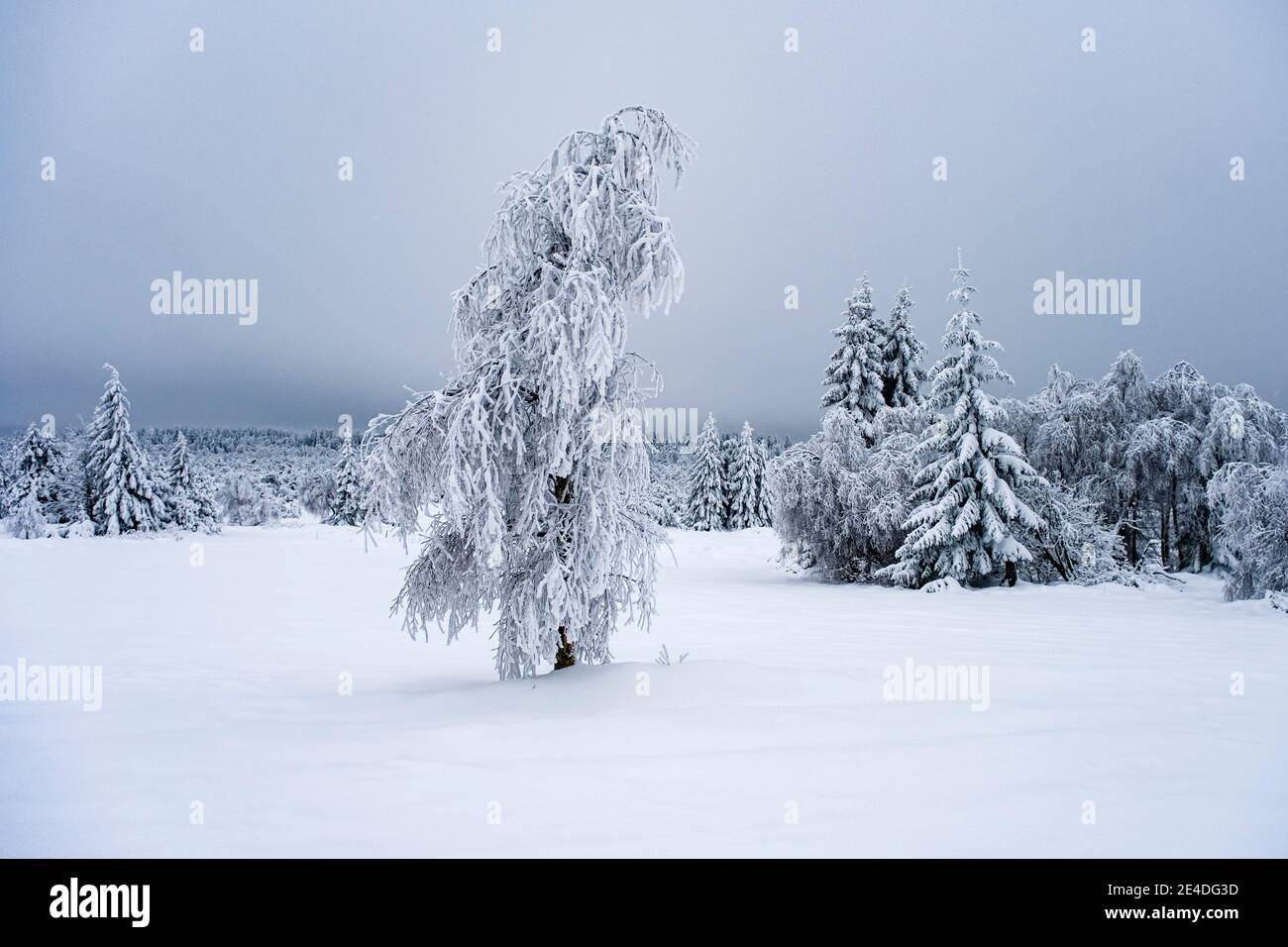 Winter landscape with trees, hoar frost and snow at an overcast day in Ore Mountains. Stock Photo