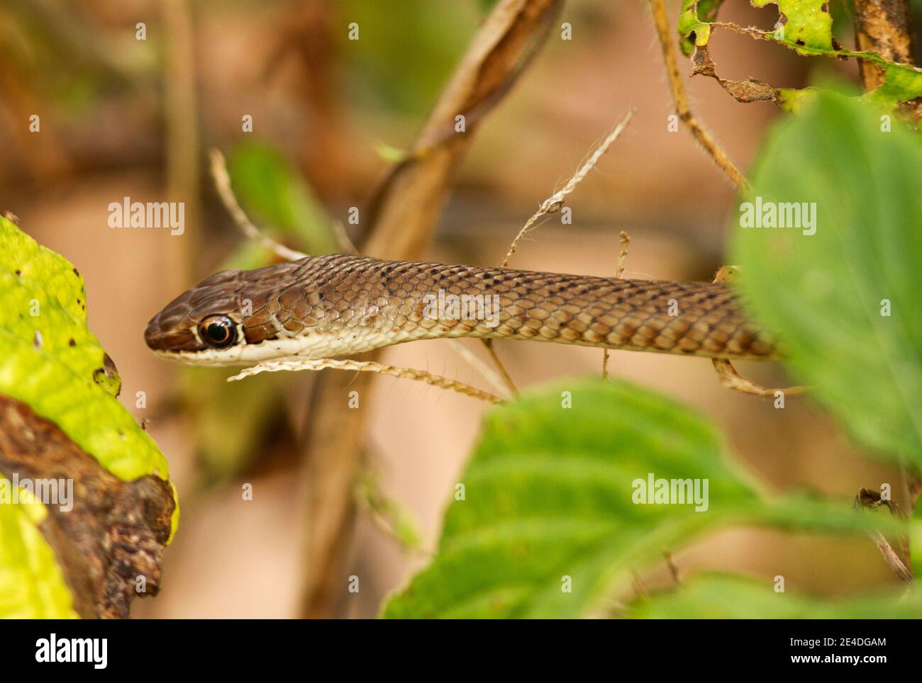 The Eastern Stripe-bellied Sand Snake is common along coastal areas in East Africa. They extend inland along the Rufiji and Ruaha Rivers Stock Photo