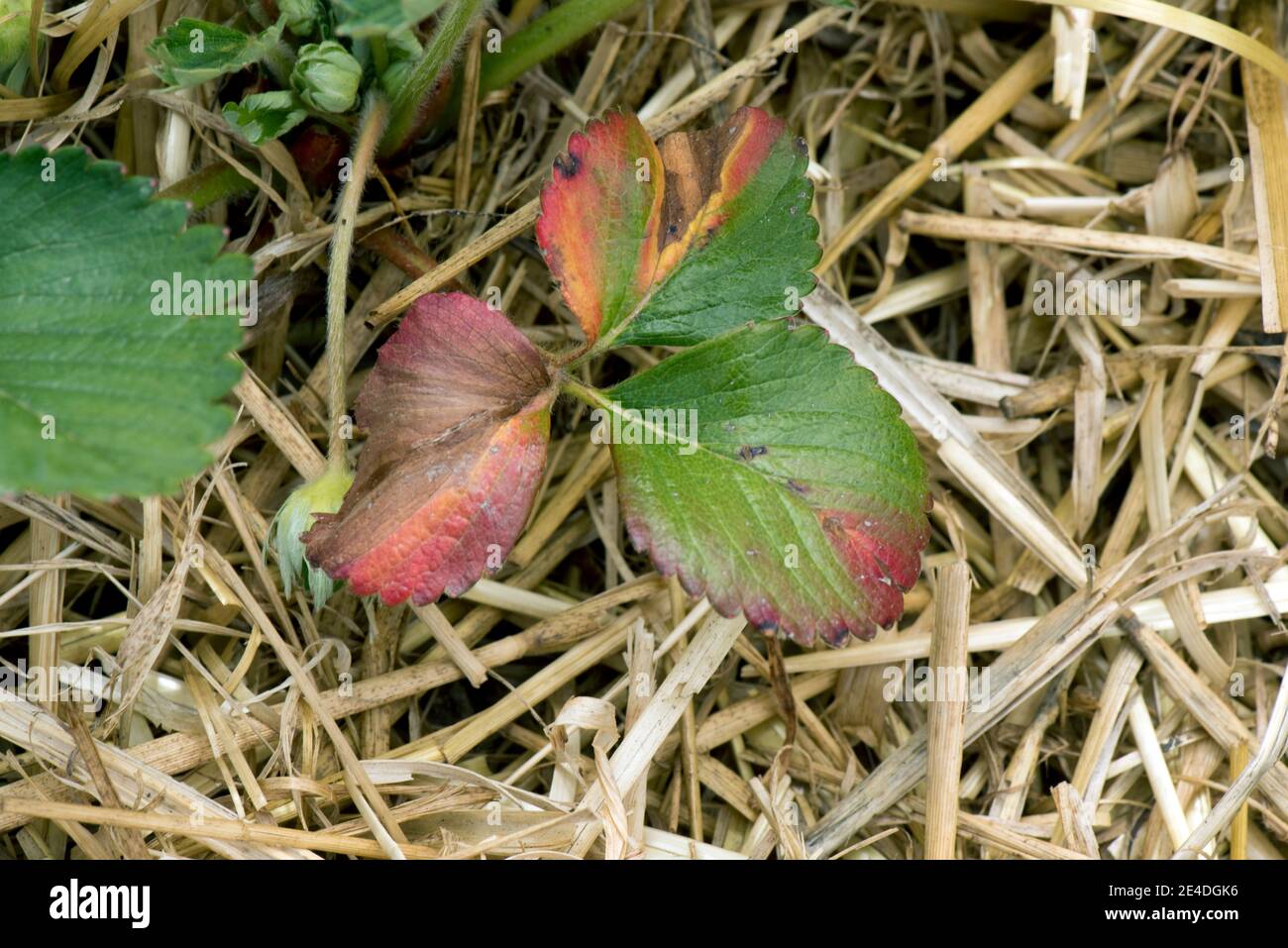 Leaf blight (Phomopsis obscurans) red and grey necrotic lesions on young strawberry leaves, Berkshire, May Stock Photo