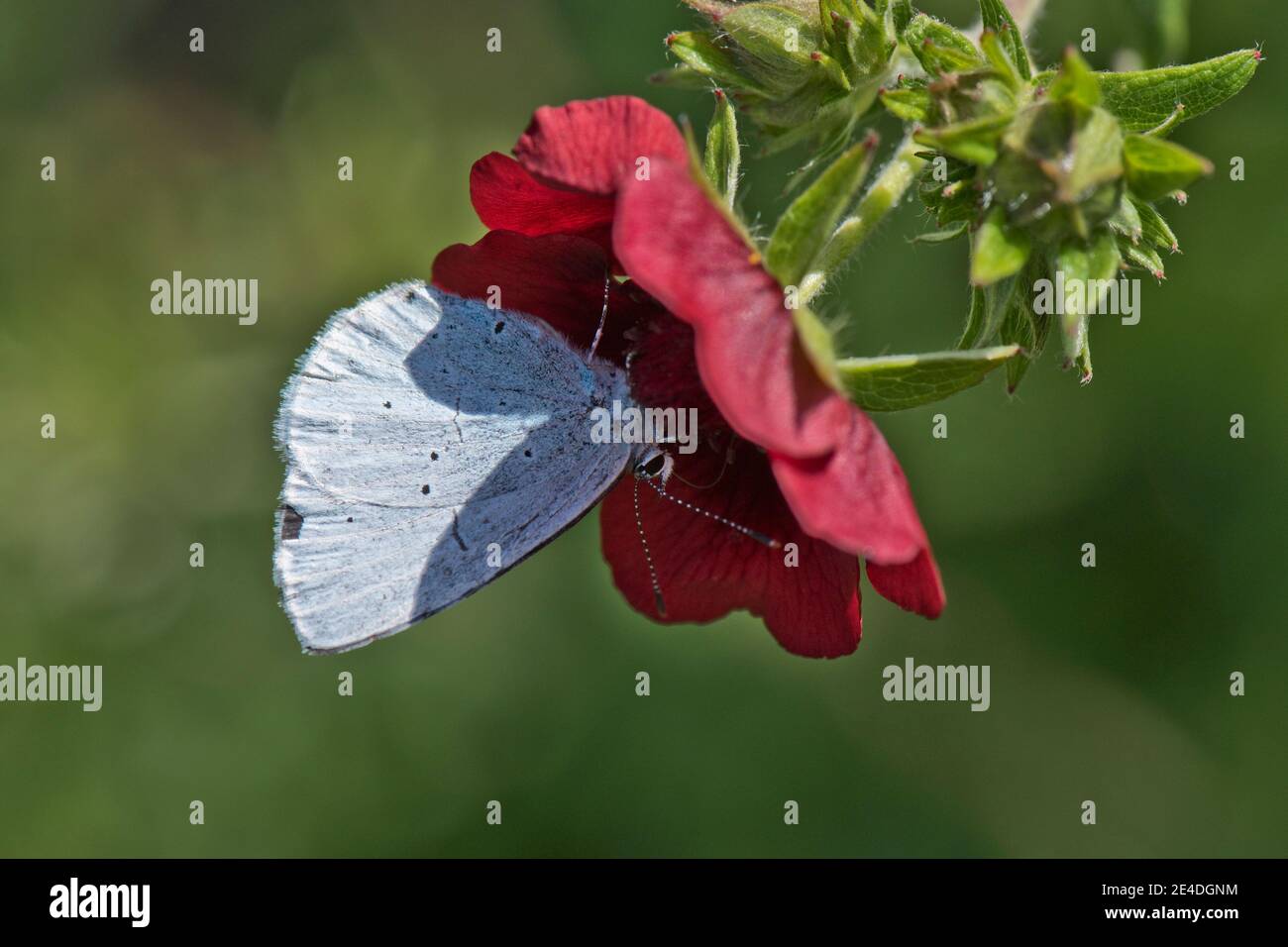 Holly blue butterfly (Celastrina argiolus) gathering nectar from a dark red Potentilla flower, Berkshire, August Stock Photo