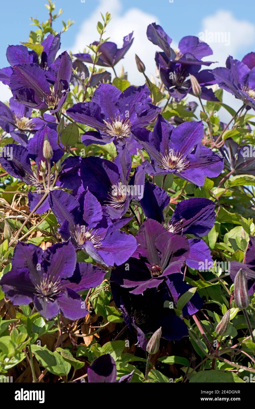 Clematis 'Gypsy Queen' a large late-flowered pruning group 3 blue climber among Pyracantha, Berkshire, June Stock Photo