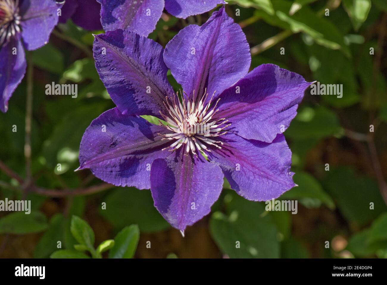 Clematis 'Gypsy Queen' a large late-flowered pruning group 3 blue climber among Pyracantha, Berkshire, June Stock Photo