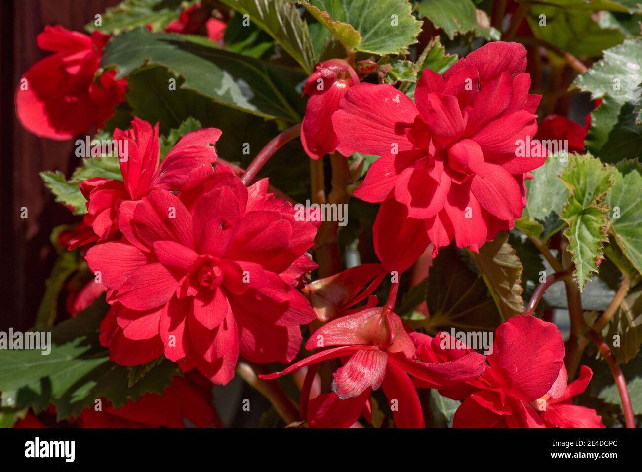 Scarlet red tuberous begonia (Begonia x tuberhybrida) in a pot growing from a large tuber, August, Berkshire Stock Photo