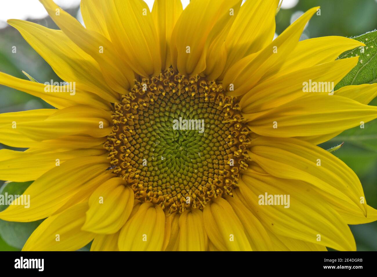 Sunflower (Helianthus annuus) flower or pseudoanthium consisting of petal-like sterile ray flowers and inner disc flowers that develop into seeds. Stock Photo