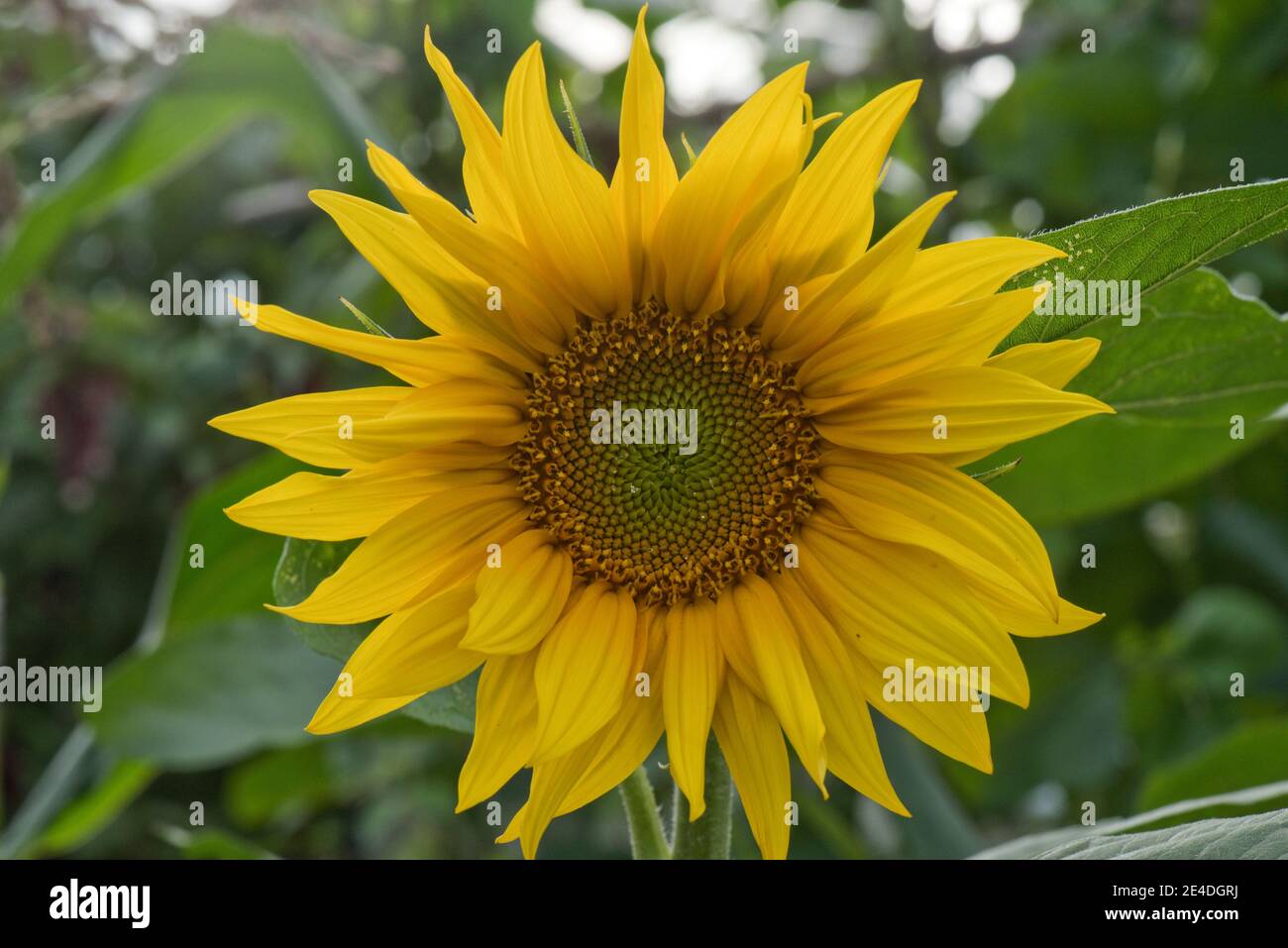 Sunflower (Helianthus annuus) flower or pseudoanthium consisting of petal-like sterile ray flowers and inner disc flowers that develop into seeds. Stock Photo