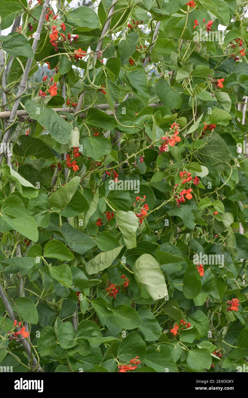 Garden crop of runner bean (Phaseolus coccineus)  plants in flower and supported by bamboo canes around which it is climbing, July Stock Photo