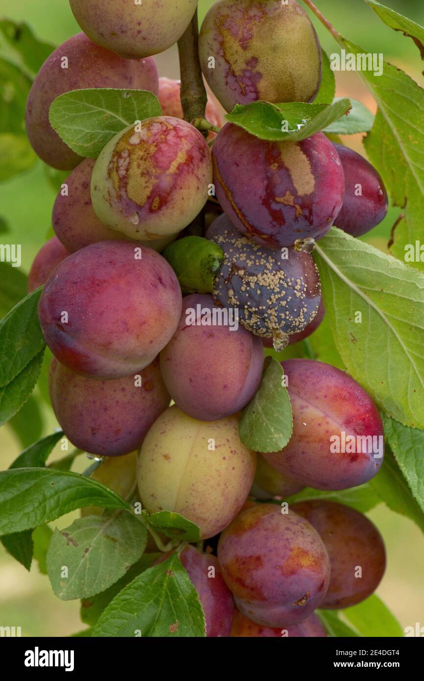 Brown rot (Monilinia fructigena) infection on a bunch  of ripening Victoria plums on the tree, Berkshire, August Stock Photo