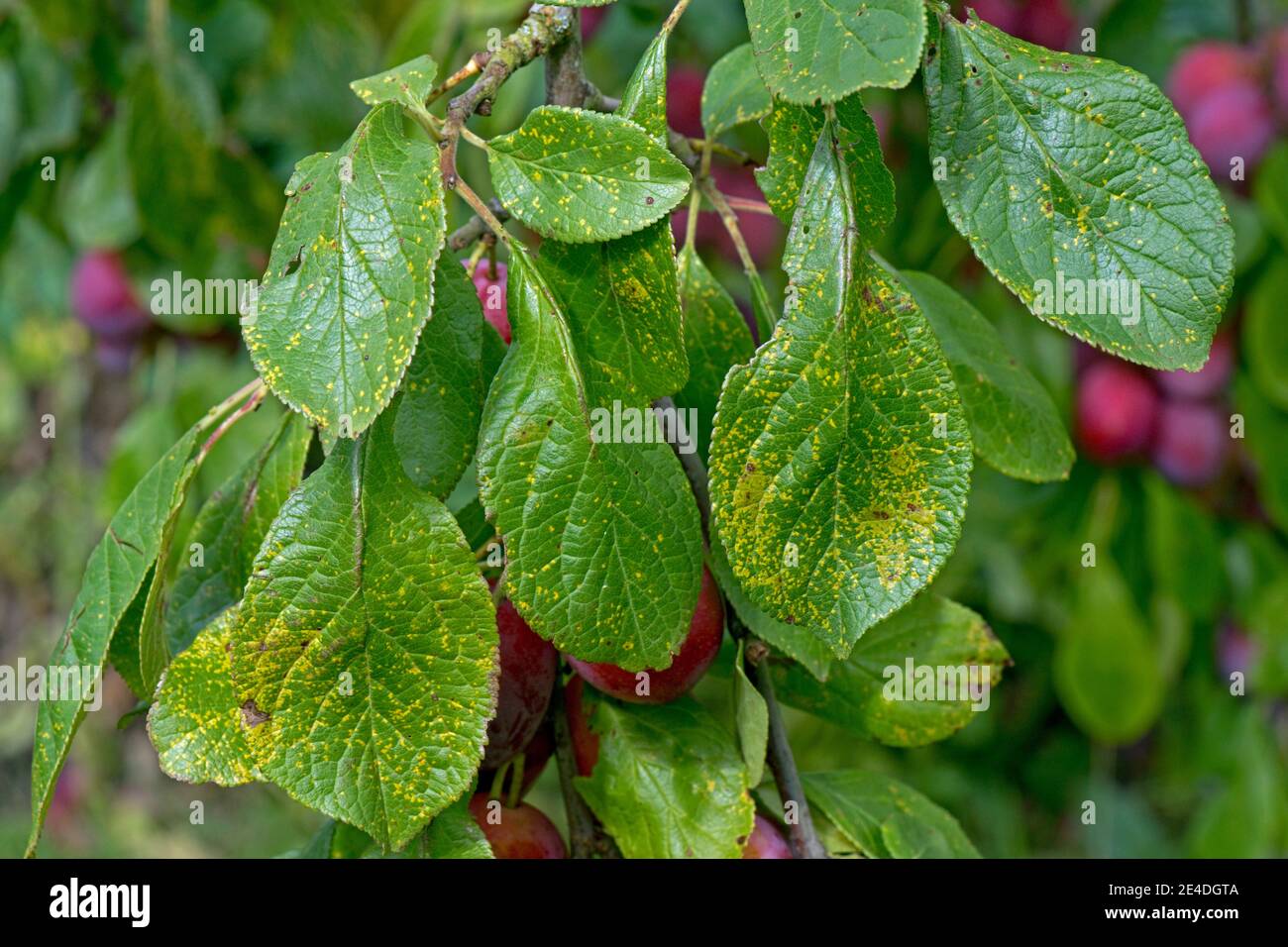 Plum rust (Tranzschelia pruni-spinosae var. discolor) yellow spot lesions on the upper surface of a Vctoria plum leaf, Berkshire,  August Stock Photo