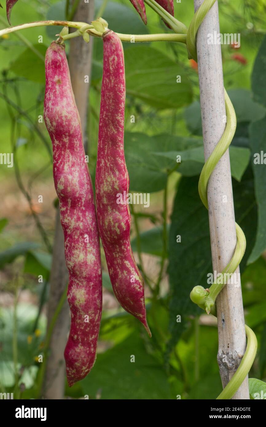 Mature borlotti or cranberry bean pods (Phaseolus vulgaris) growing on vines supported by bamboo canes in a vegetable patch, Berkshire, August Stock Photo