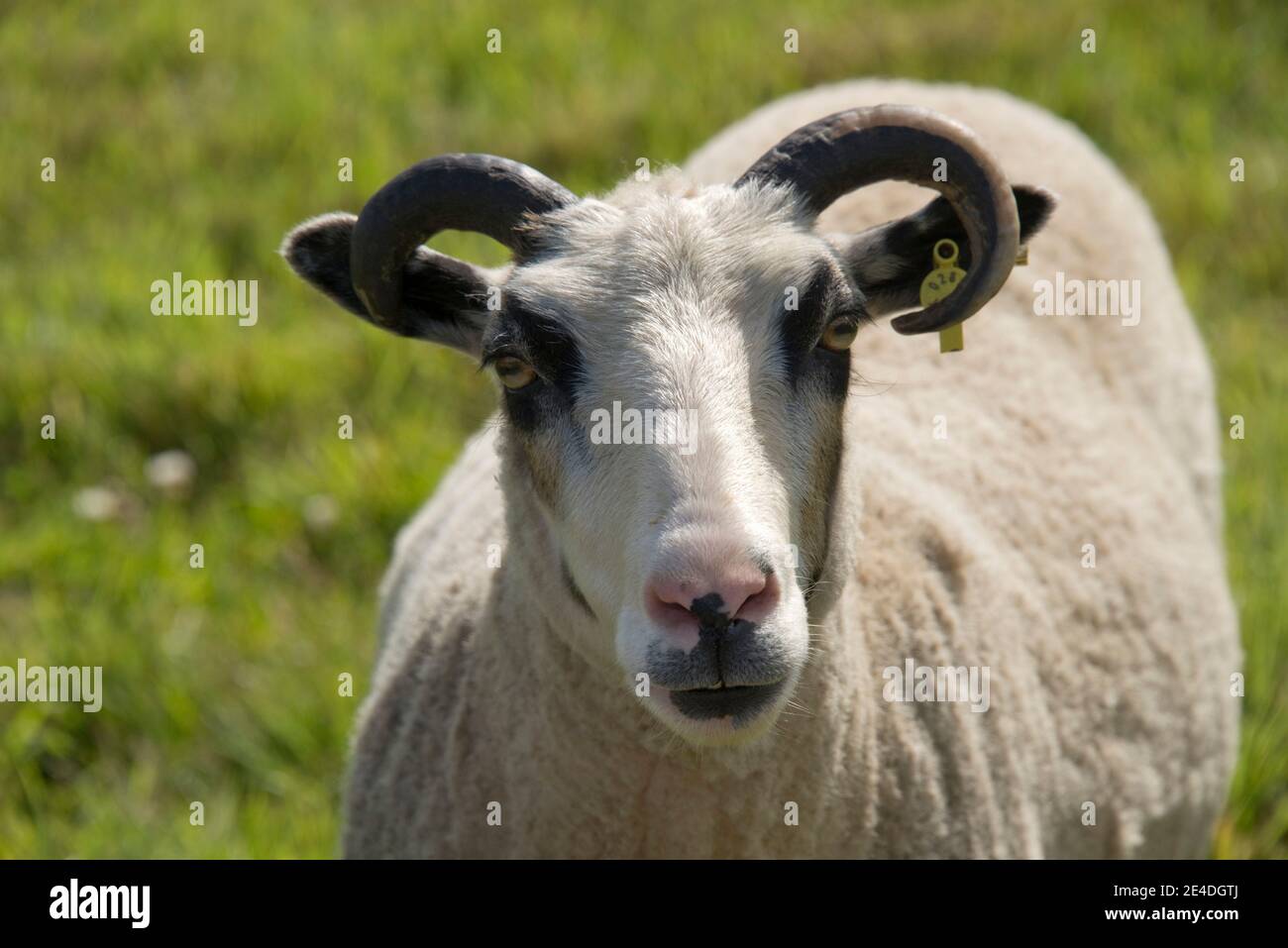 Head and horns of  a pet Shetland wether sheep with black eye 'patches' shortly after shearing, Berkshire, July Stock Photo