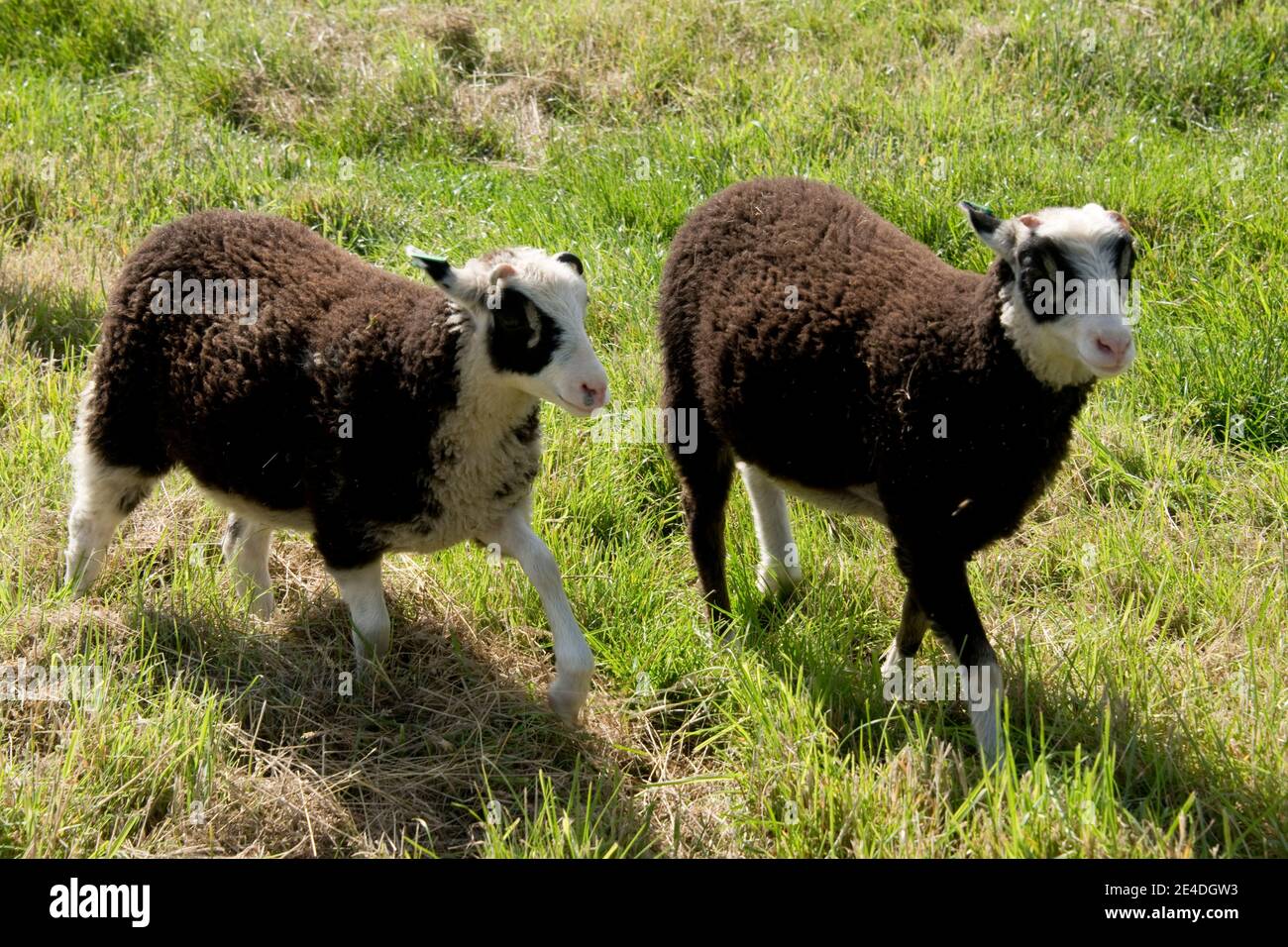 Two pet Shetland wether 3 month old lambs, black with with black eye 'patches' on white heads, Berkshire, July Stock Photo