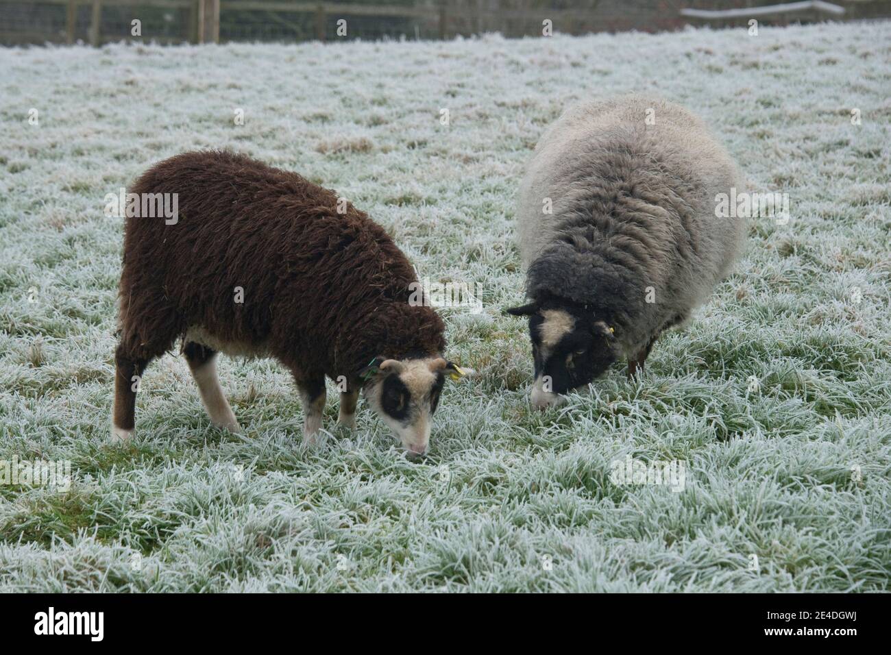 Yearling Shetland lamb together with a wether sheep grazing on frosty pasture on a cold morning, Berkshire, January Stock Photo