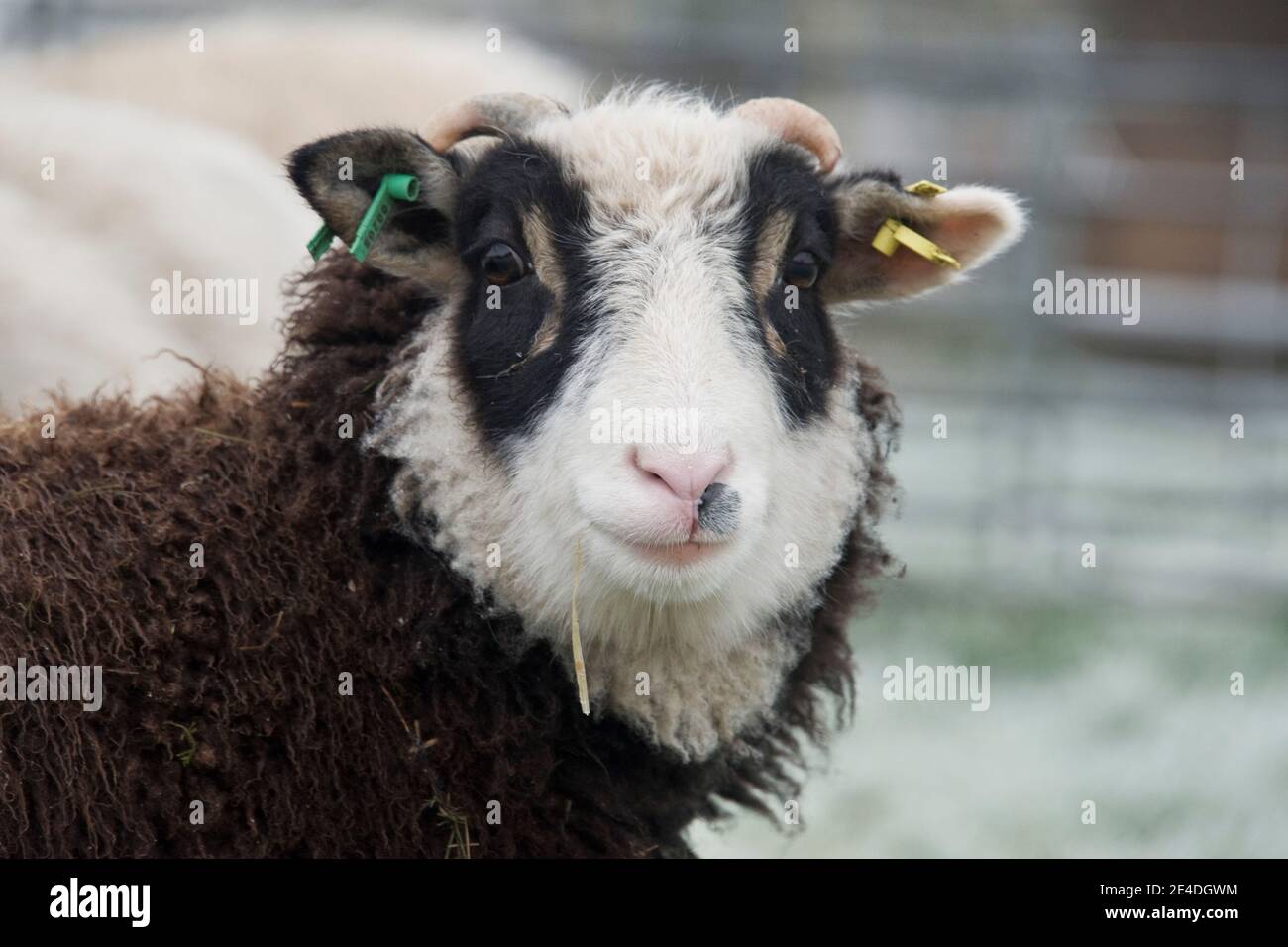 Yearling Shetland lamb together with white eye 'patches', white face and ear tags on a cold morning, Berkshire, January Stock Photo