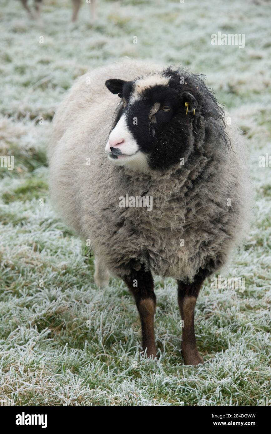A pet Shetland wether sheep with black eye 'patches' and a white nose and thick wool coat on a frosty pasture, Berkshire, January Stock Photo