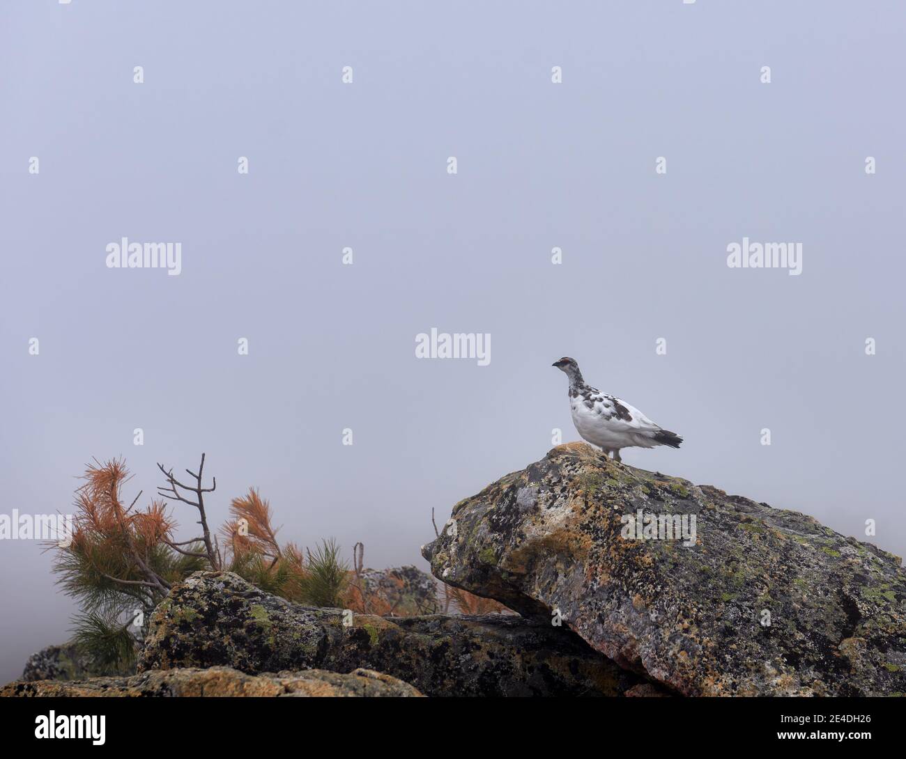 A laconic landscape with a rock partridge in the Hamar-Daban mountains. Overcast. June Stock Photo
