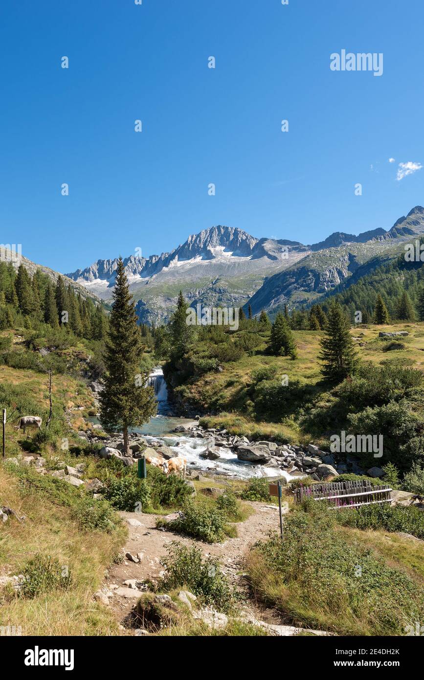 Peak of Care Alto (3462 m) and Chiese river in the National Park of Adamello Brenta seen from the Val di Fumo. Trentino Alto Adige, Italy, Europe Stock Photo