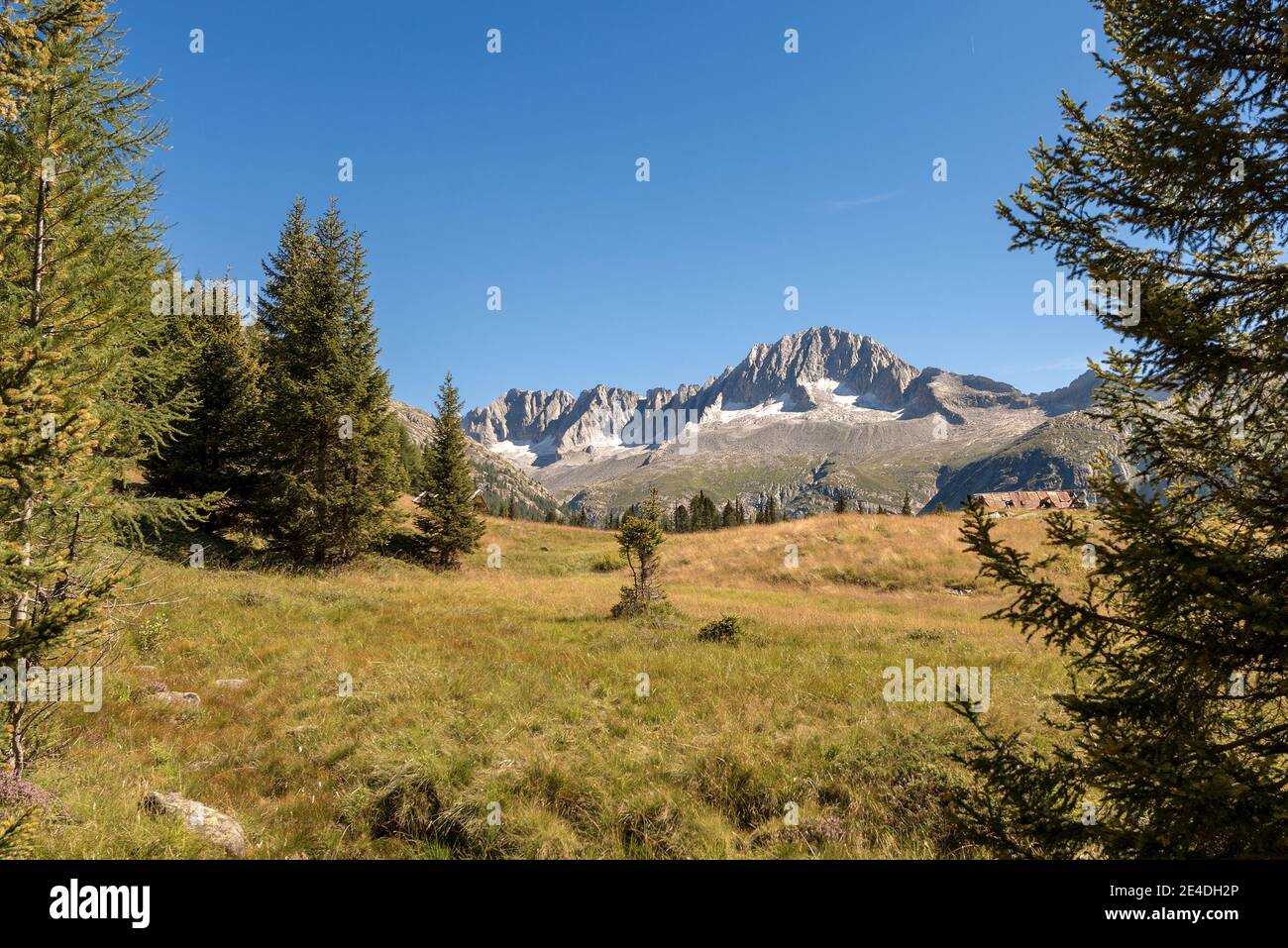 Peak of Care Alto (3462 m) in the National Park of Adamello Brenta seen from the Val di Fumo. Trentino Alto Adige, Italy, Europe Stock Photo