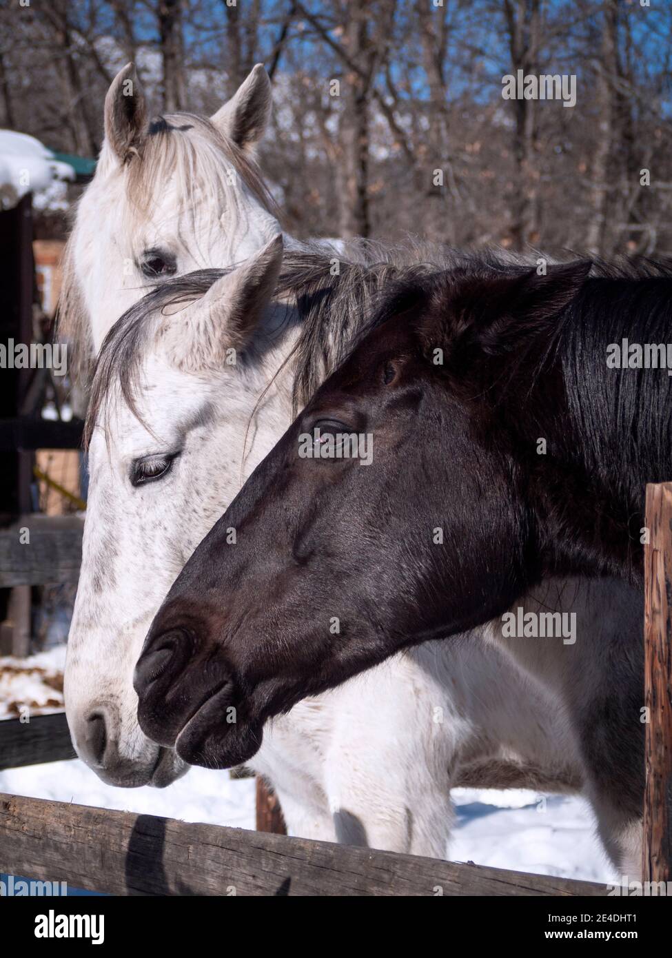 Mare in aggressive attitude threatening other horses (see ears). Stock Photo