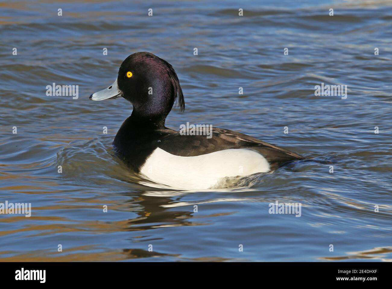 Tufted Duck (Aythya fuligula) male, Sadlers Ride, Hurst Park, East Molesey, Surrey, England, Great Britain, United Kingdom, UK, Europe Stock Photo