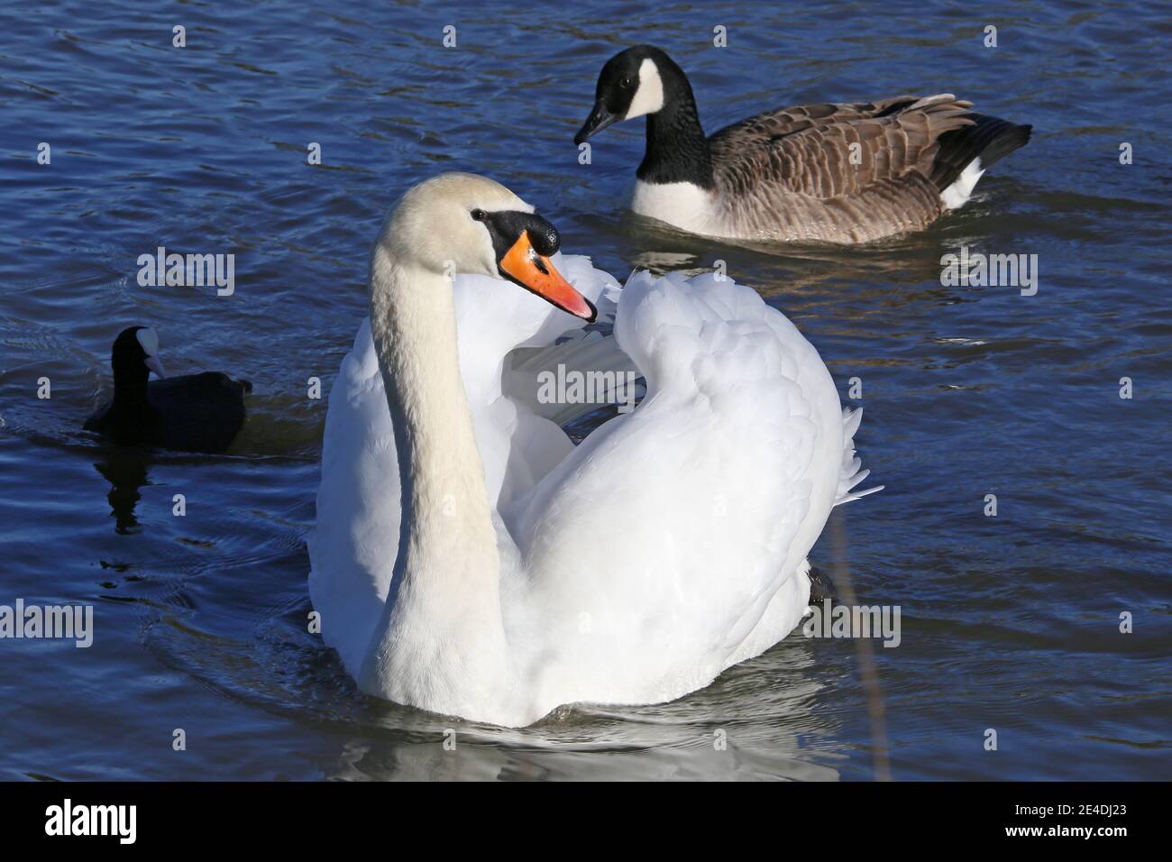 Mute Swan (Cygnus olor), Sadlers Ride, Hurst Park, East Molesey, Surrey, England, Great Britain, United Kingdom, UK, Europe Stock Photo