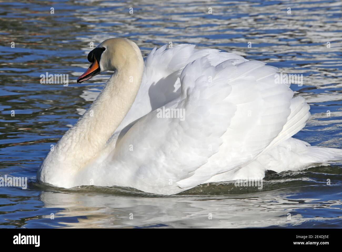Mute Swan (Cygnus olor), Sadlers Ride, Hurst Park, East Molesey, Surrey, England, Great Britain, United Kingdom, UK, Europe Stock Photo