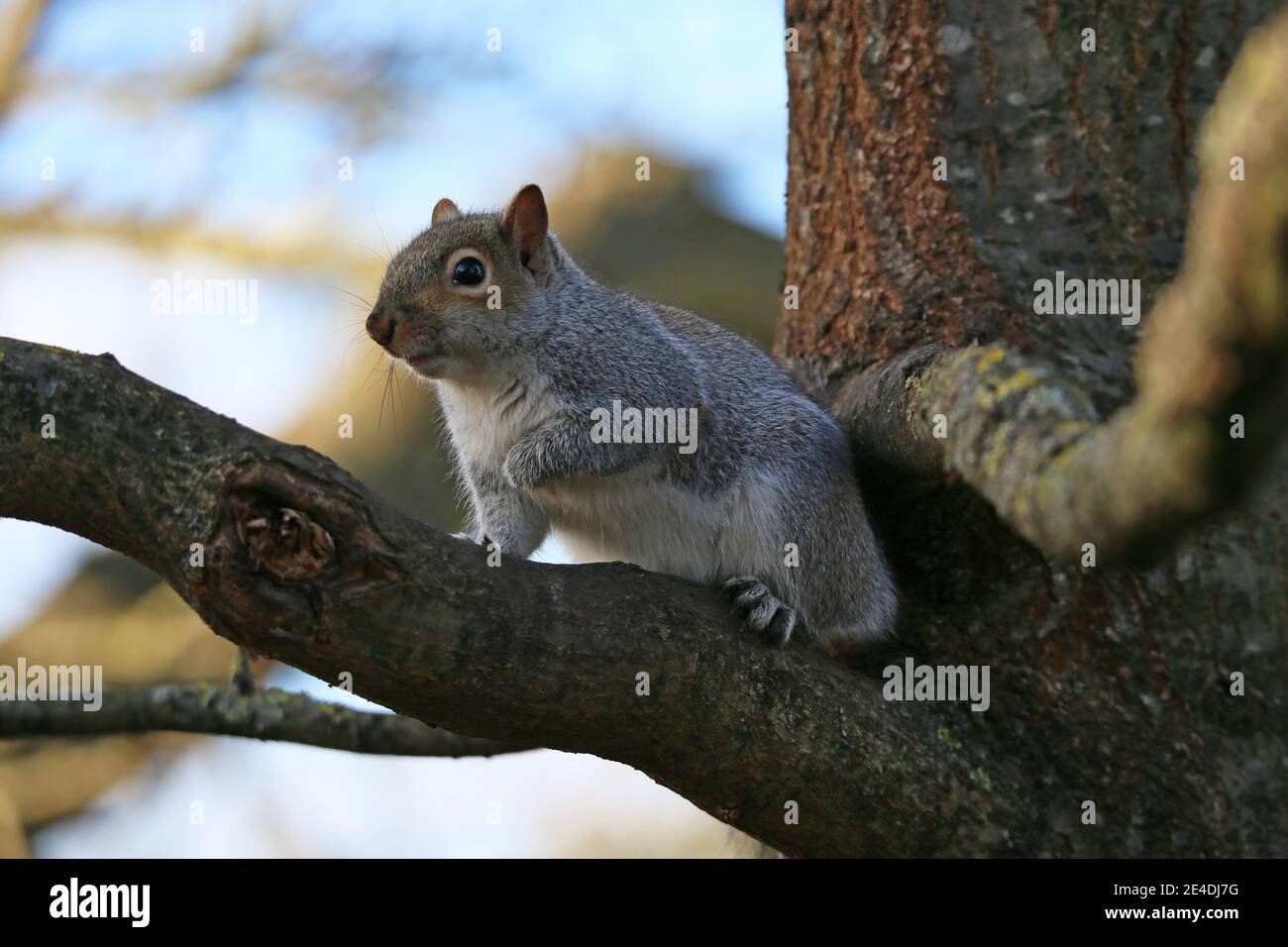 Grey Squirrel (Sciurus carolinensis), Sadlers Ride, Hurst Park, East Molesey, Surrey, England, Great Britain, United Kingdom, UK, Europe Stock Photo