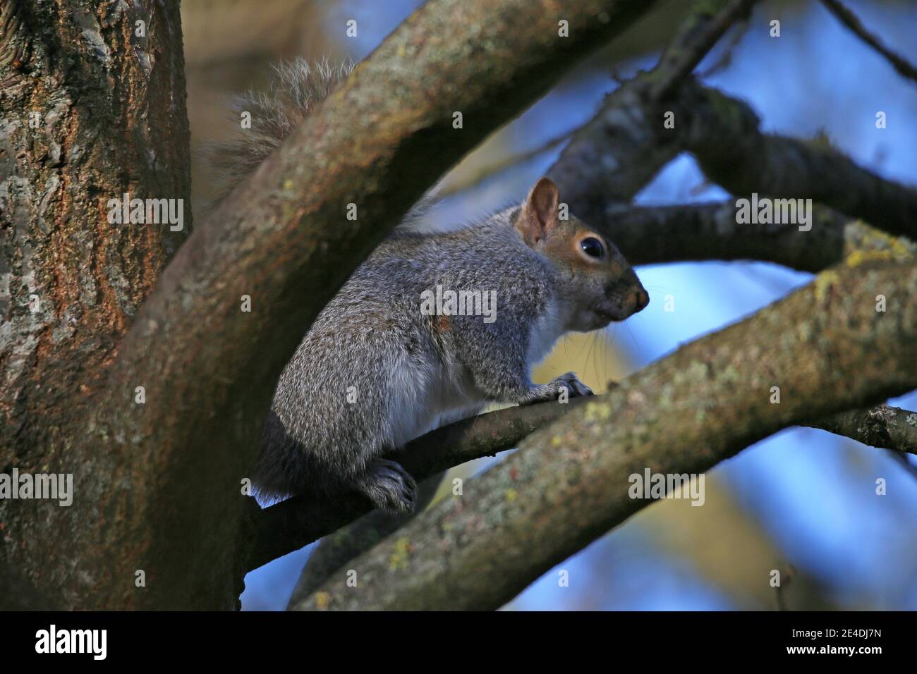 Grey Squirrel (Sciurus carolinensis), Sadlers Ride, Hurst Park, East Molesey, Surrey, England, Great Britain, United Kingdom, UK, Europe Stock Photo