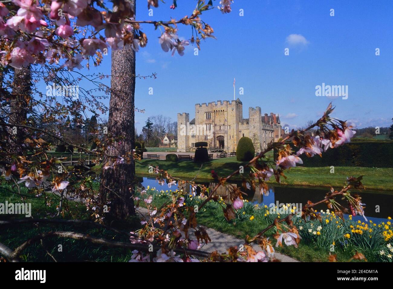 Spring blossom  and Narcissus at Hever Castle, Kent, England, UK Stock Photo