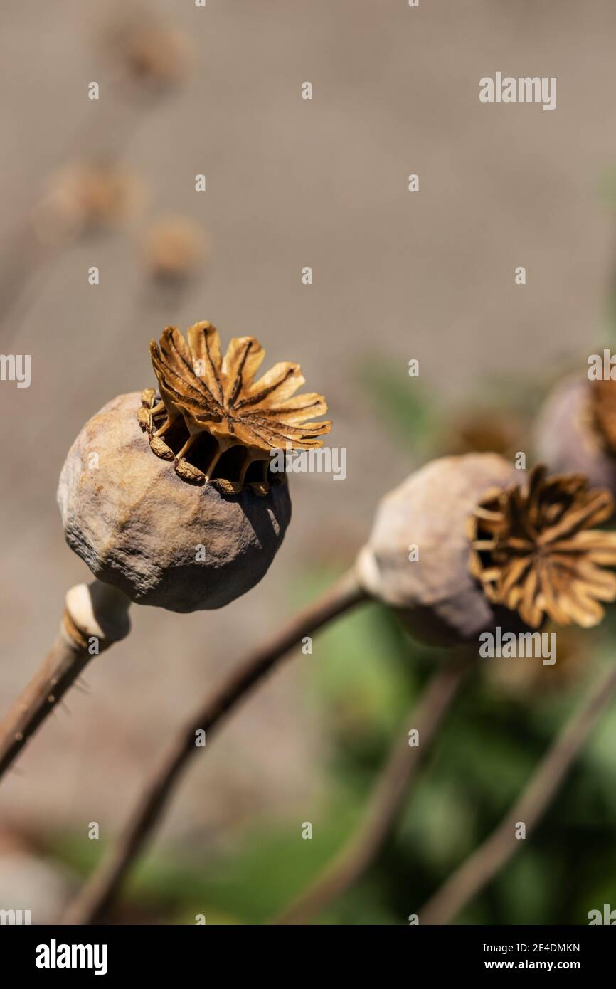 Poppy pods in the garden Stock Photo