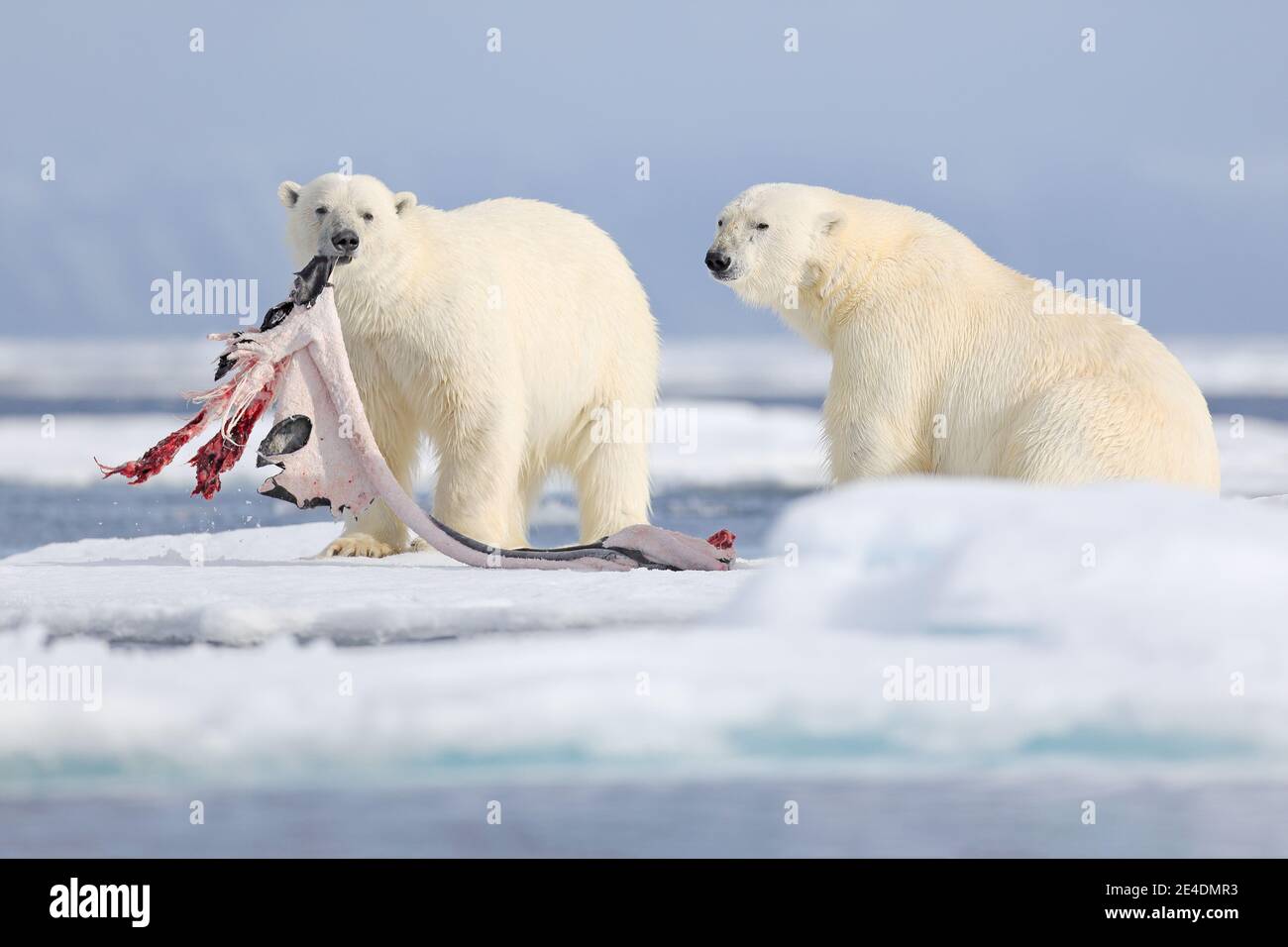 Two polar bears with killed seal. White bear feeding on drift ice with  snow, Manitoba, Canada. Bloody nature with big animals. Dangerous baer with  car Stock Photo - Alamy