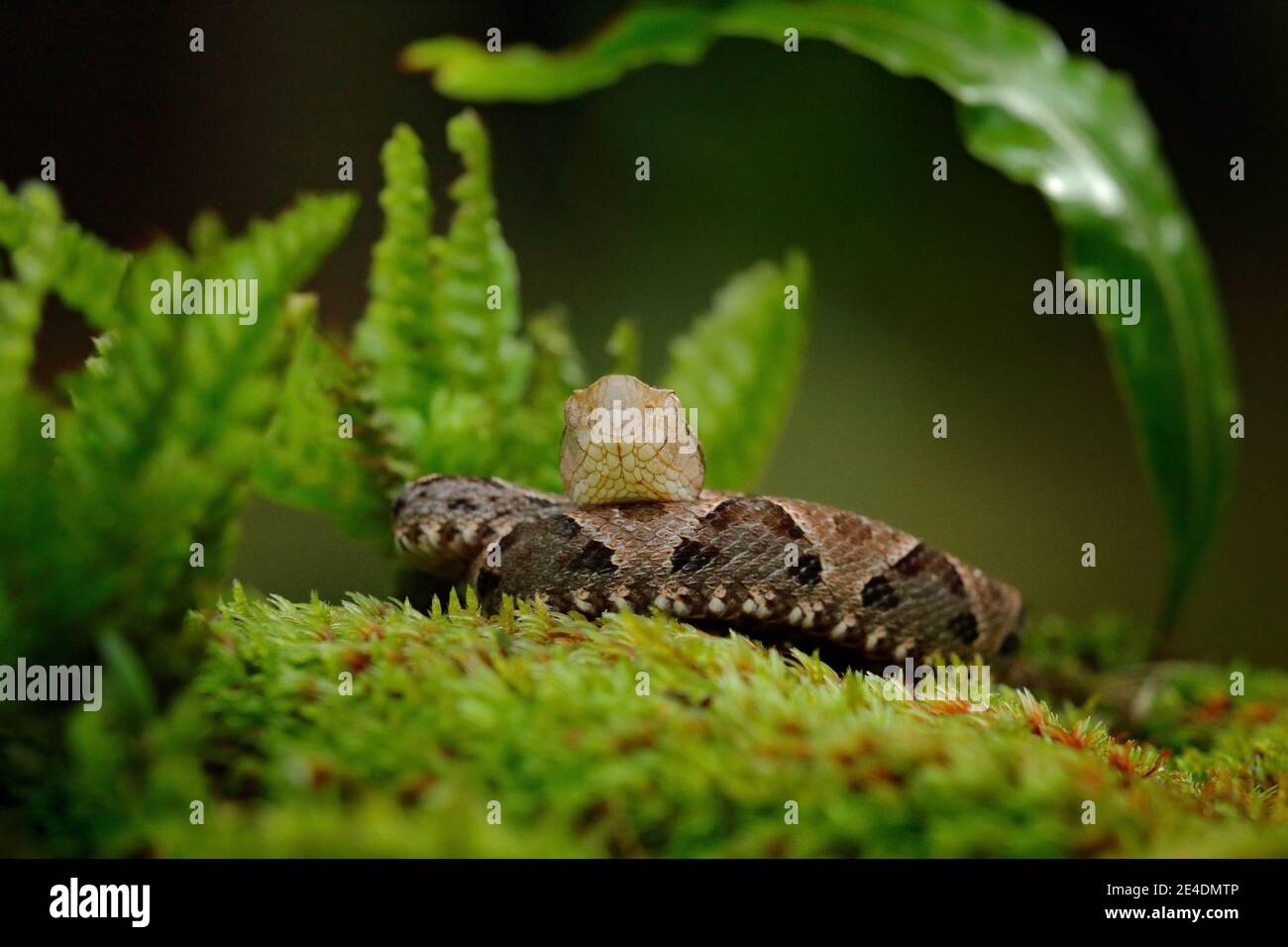 Bothrops atrox, Fer-de-lance in nature habitat. Common Lancehead viper, in tropical forest. Poison snake in the dark jungle. Detail of rare snake from Stock Photo