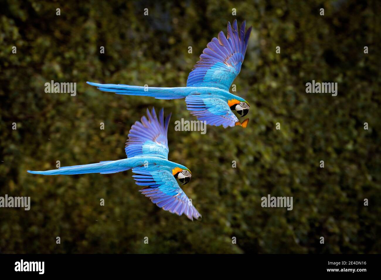 Macaw parrot in flight. Big blue Ara ararauna in the dark green forest ...
