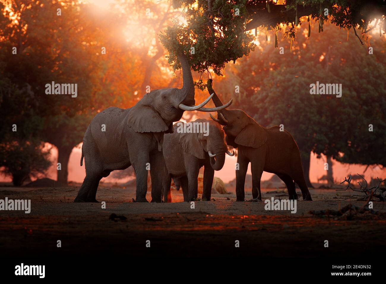 Elephant feeding feeding tree branch. Elephant at Mana Pools NP, Zimbabwe in Africa. Big animal in the old forest. evening light, sun set. Magic wildl Stock Photo