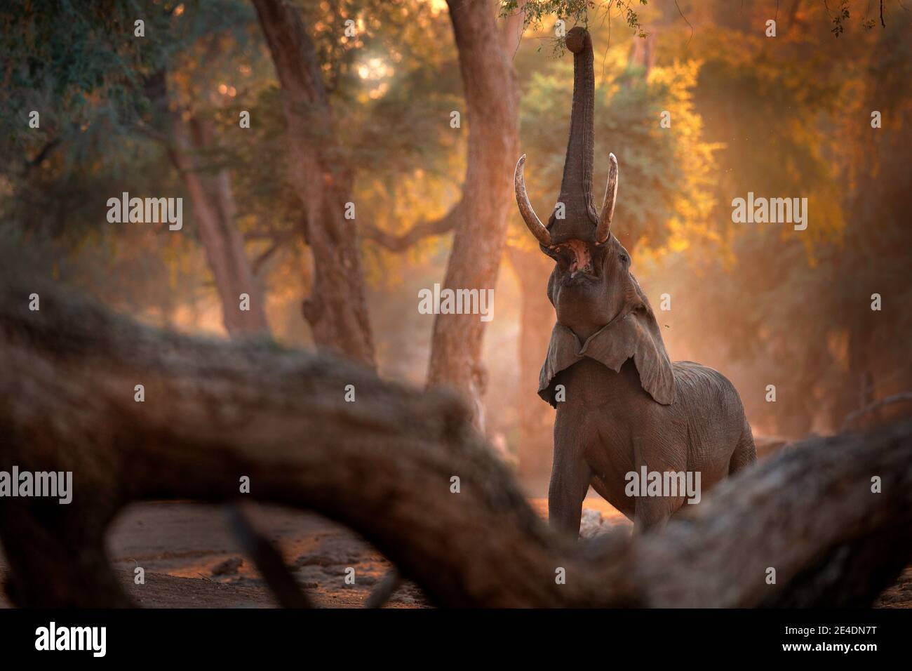 Elephant at Mana Pools NP, Zimbabwe in Africa. Big animal in the old forest. evening light, sun set. Magic wildlife scene in nature. African elephant Stock Photo
