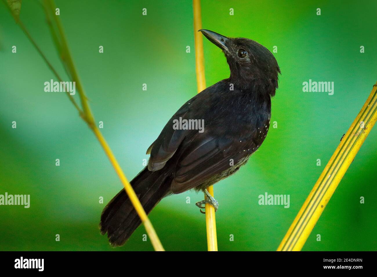 Black-hooded antshrike, Thamnophilus bridgesi, Black bird in green forest tropic vegetation, animal in the habitat, Costa Rica. Antshrike sitting on t Stock Photo