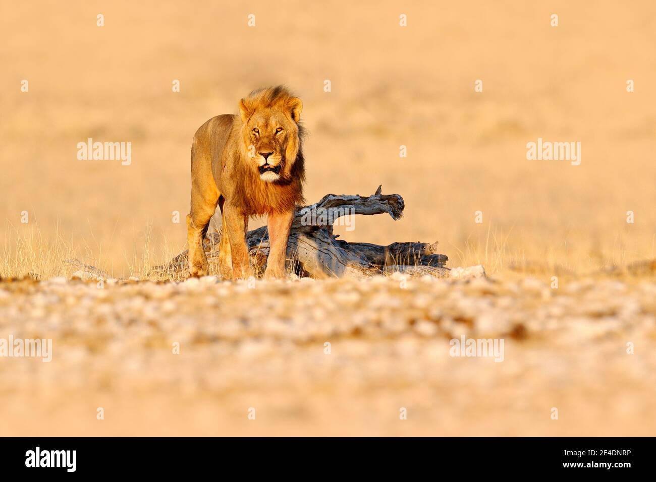Lion walk. Portrait of African lion, Panthera leo, detail of big animals, Etocha NP, Namibia, Africa. Cats in dry nature habitat, hot sunny day in des Stock Photo