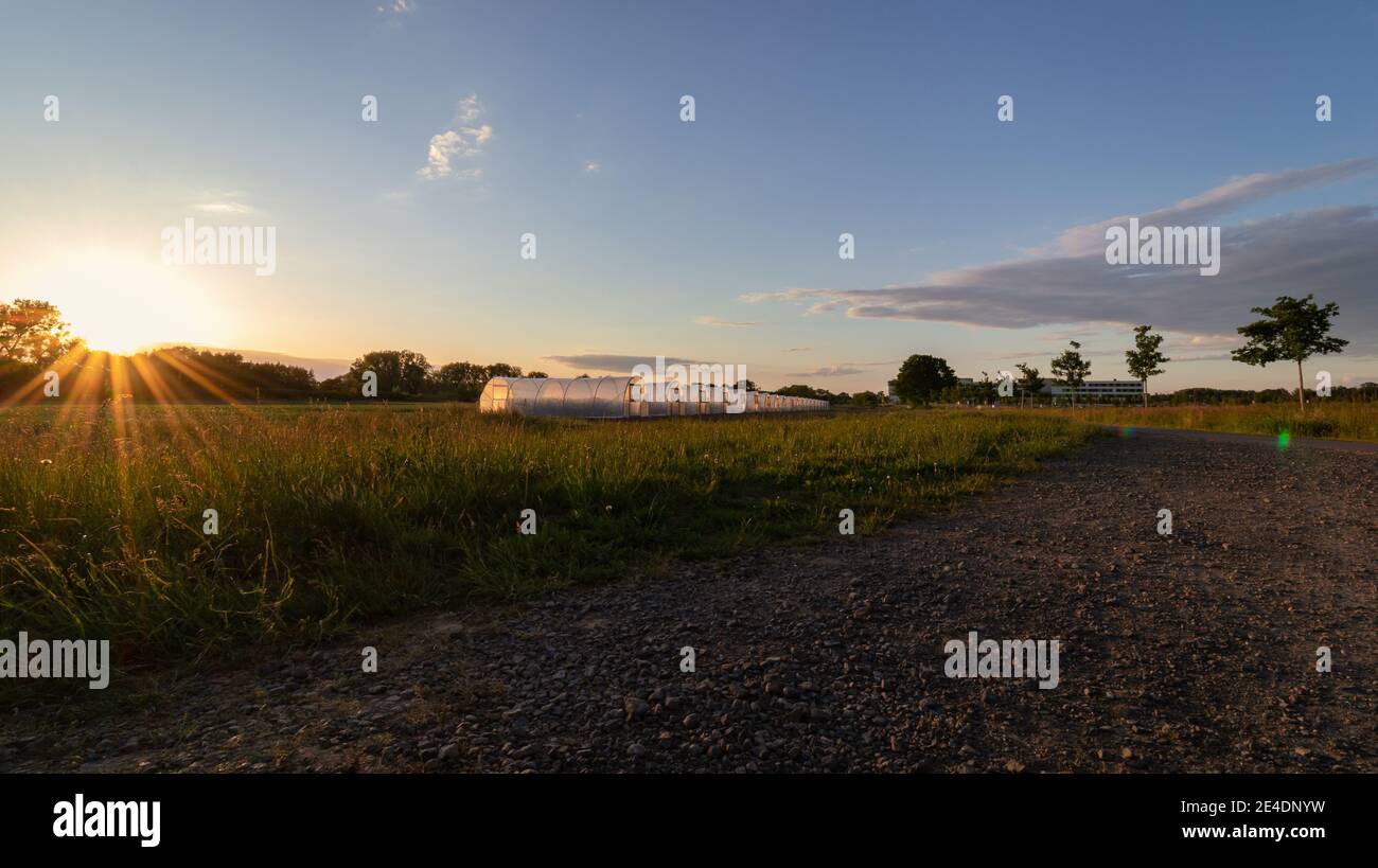 sunset over the field in summer at evening , landscape of nature an sunlight Stock Photo