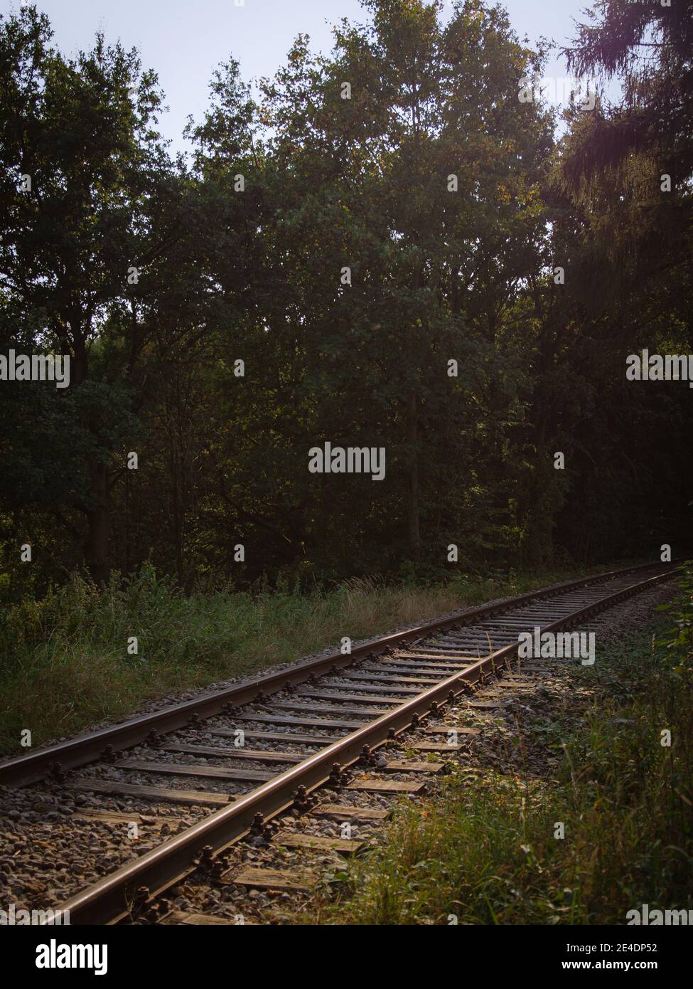 railroad tracks in the forest in summer, evening Stock Photo