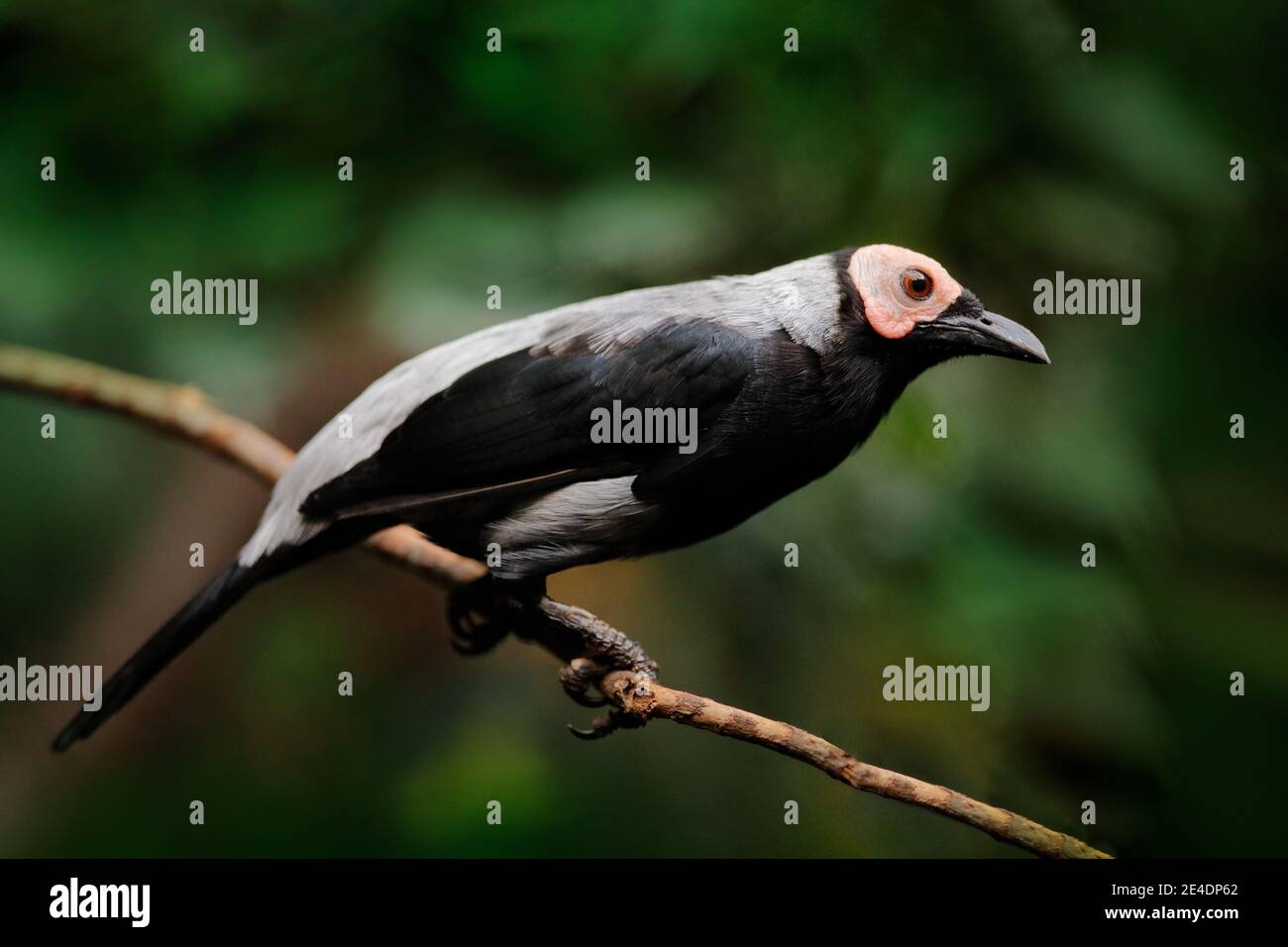 Coleto High Resolution Stock Photography And Images Alamy