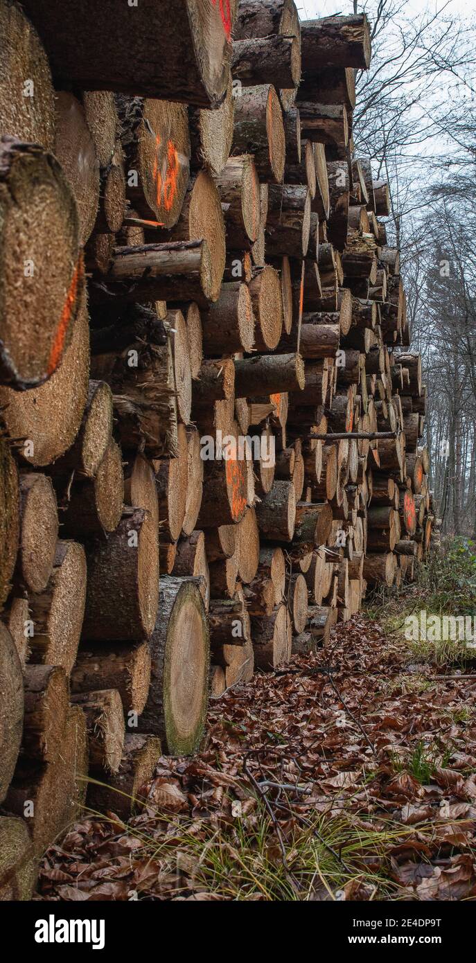 Logs stacked along a path in forest Stock Photo