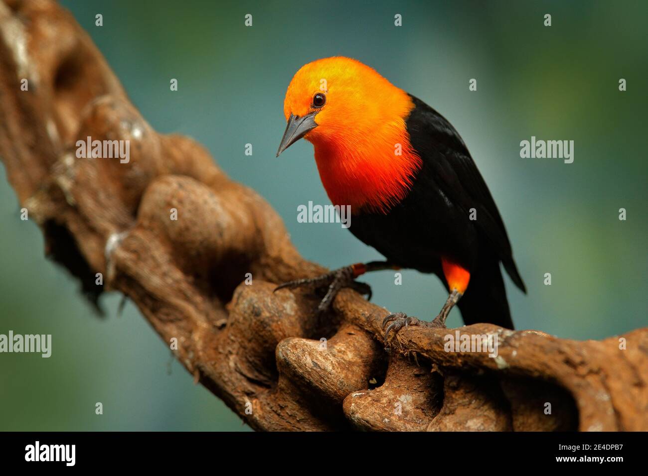 Scarlet-headed Blackbird, Amblyramphus holosericeus,  black bird with orange red head in the tropic jungle forest. Blackbird sitting on the tree with Stock Photo