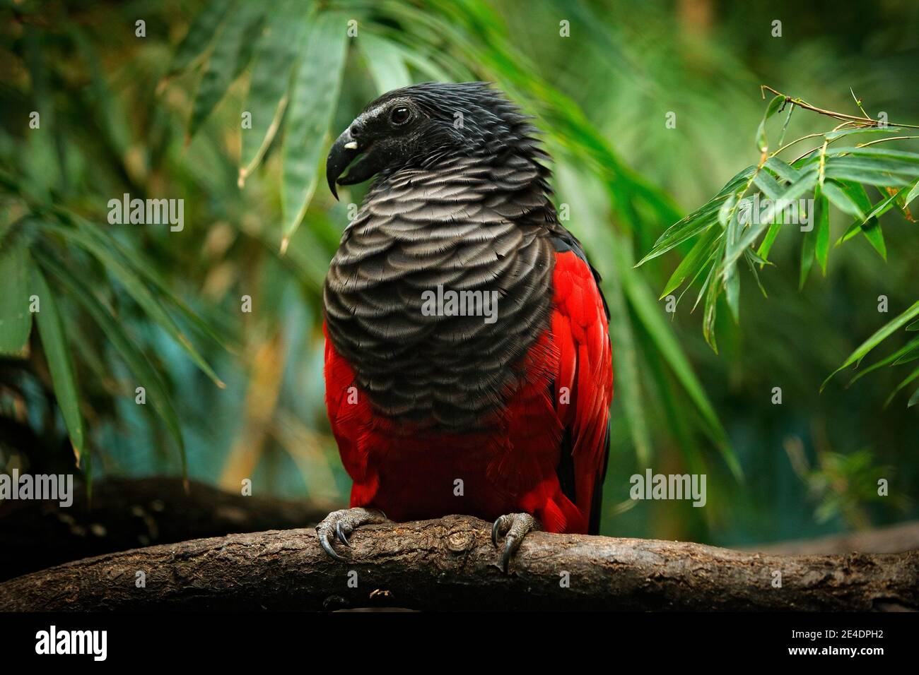Pesquet parrot, Psittrichas fulgidus, rare bird from New Guinea. Ugly red and black parrot in the nature habitat, dark green forest. Wildlife scene fr Stock Photo