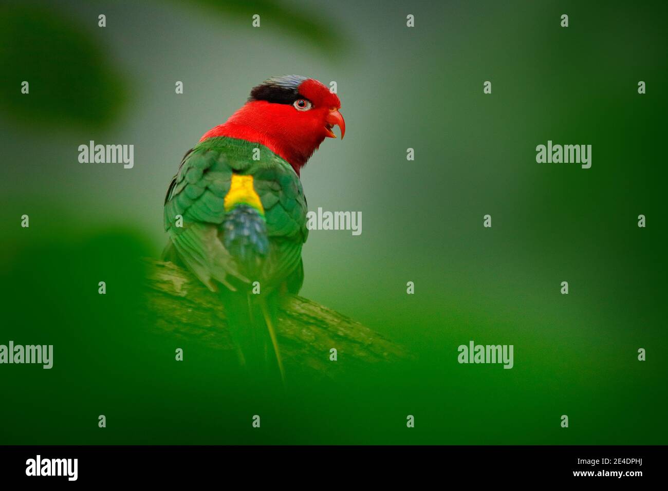 Stella's Lorikeet, Charmosyna stellae, colourful parrot sitting on the branch, Animal in the nature habitat, green forest vegetation, West Papua, Tani Stock Photo