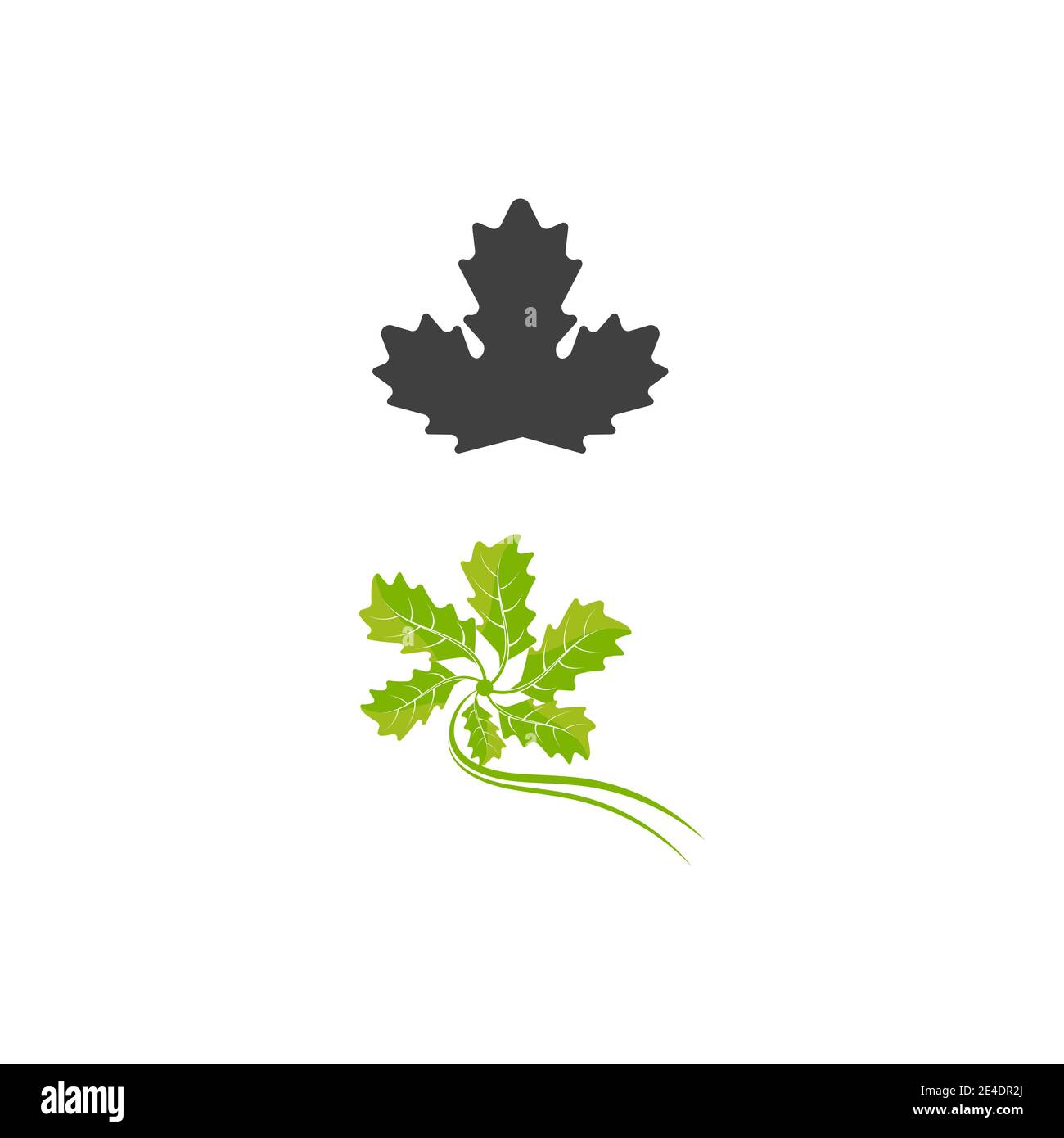 Maple leaf vector illustration design template Stock Vector Image & Art ...