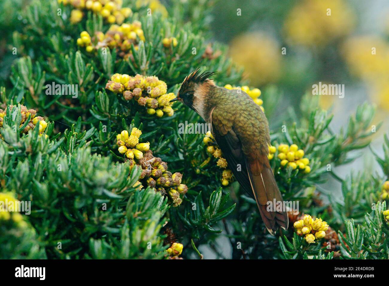 Bearded Helmet-crest, Oxypogon guerinii stuebelii, beautiful crest hummingbird from Colombia. Bird from Los Nevados National Park. Animal in the natur Stock Photo